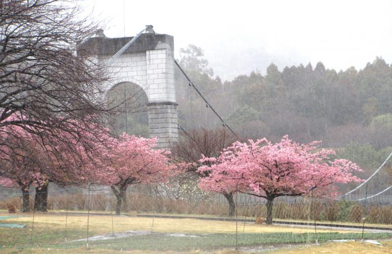 河津桜と風のつり橋