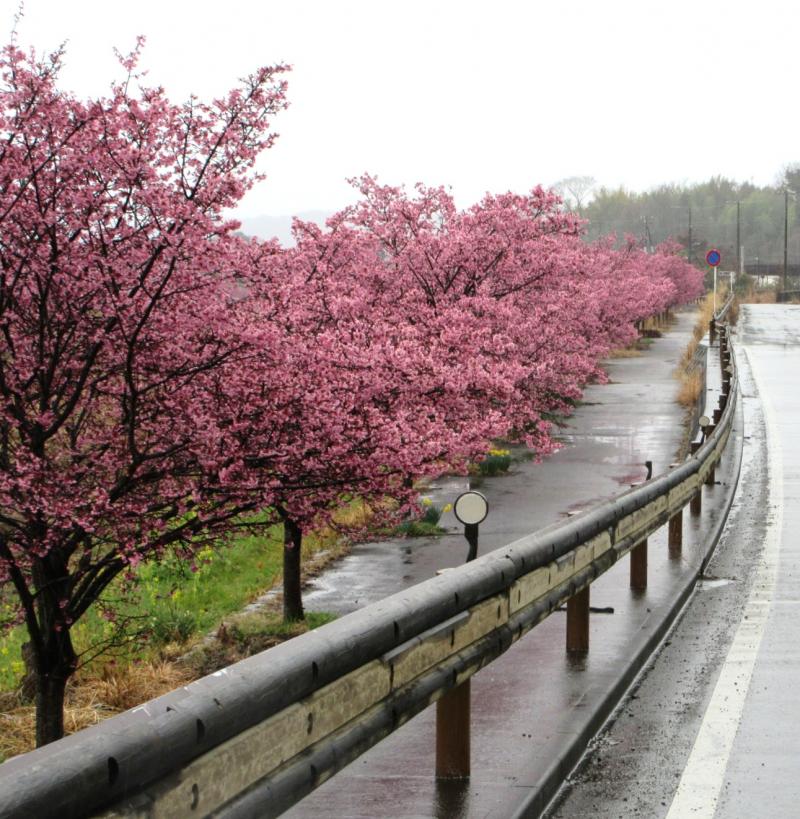 おかめ桜も満開