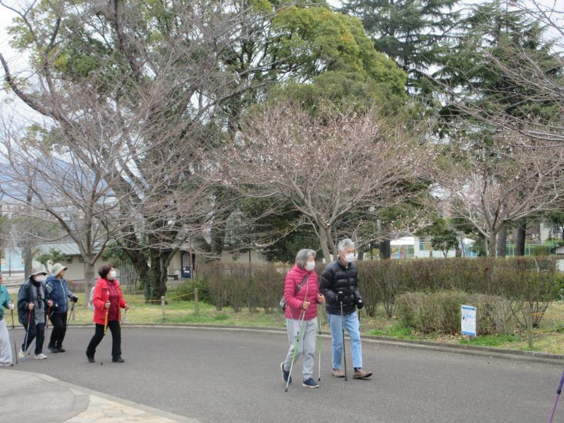 この桜は彼岸さくら？