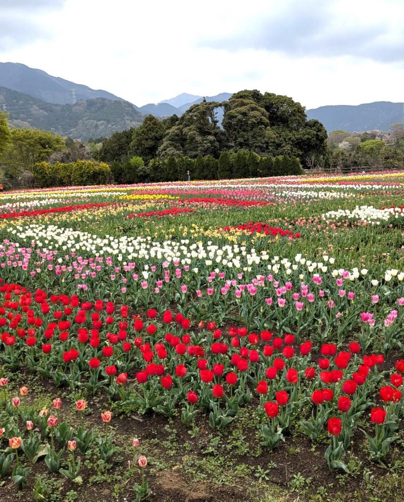 チューリップは満開です