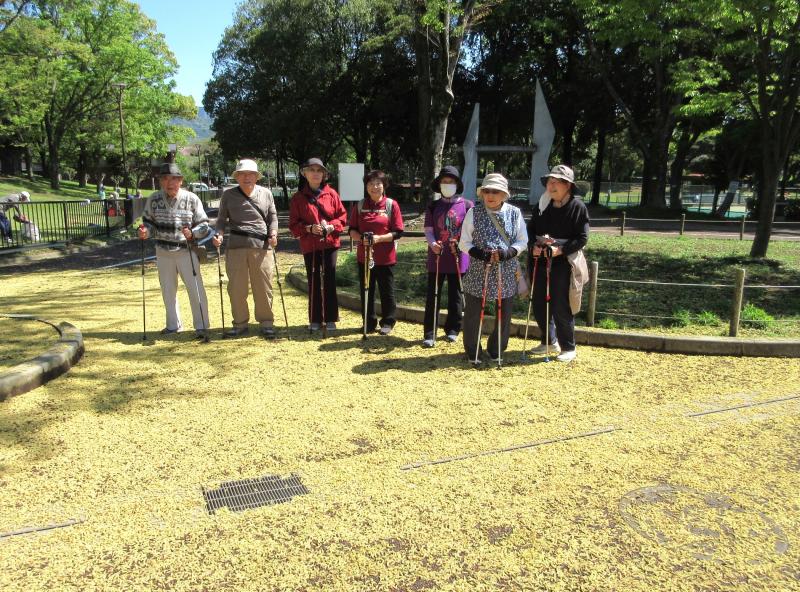 イチョウ花が落ちて黄金色