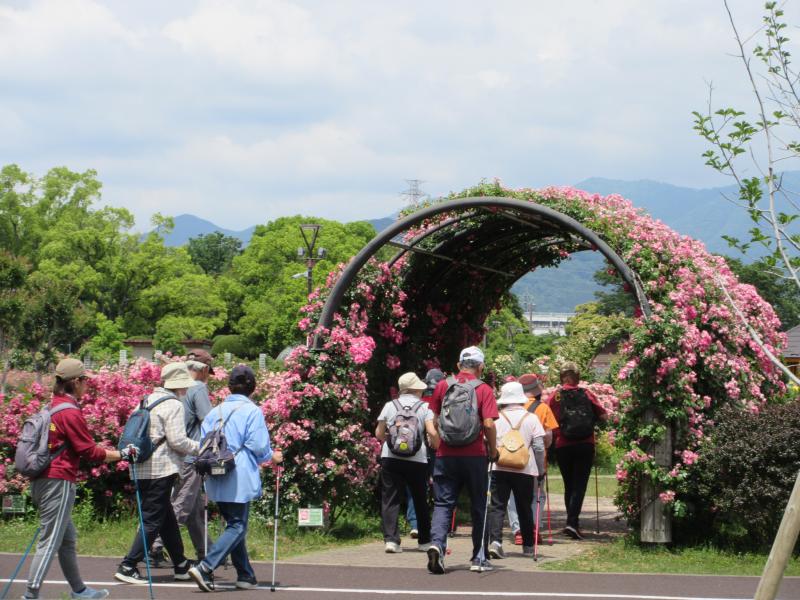 まだバラは見れます