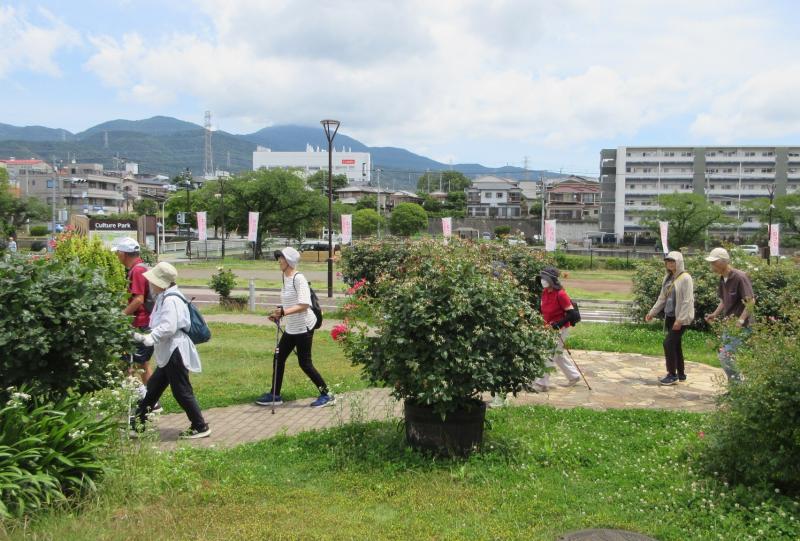 バラ園の中を通ります