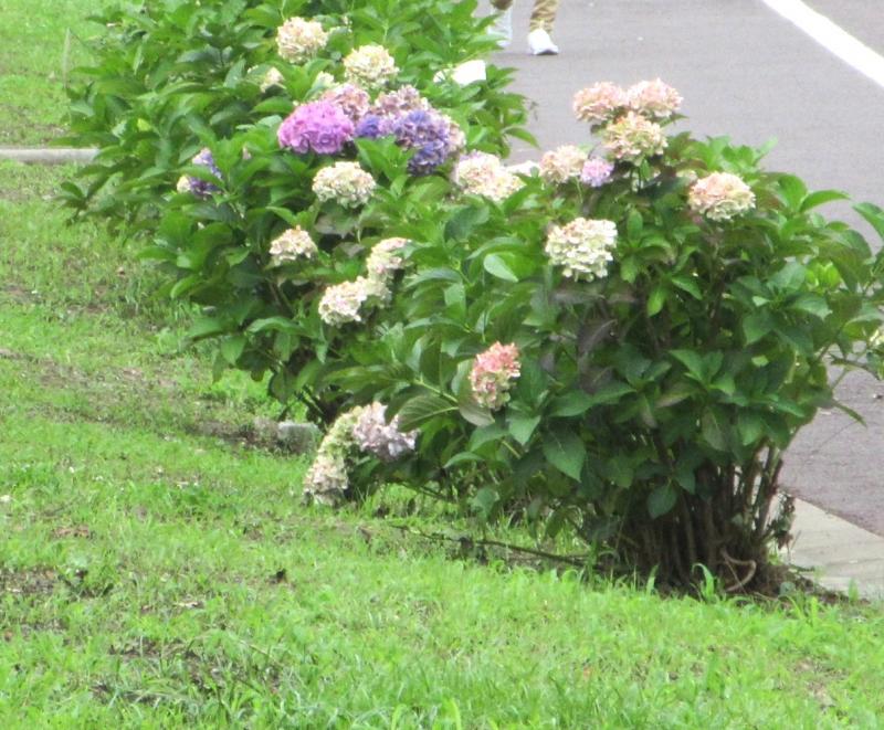 今年にあじさいは小ぶり？