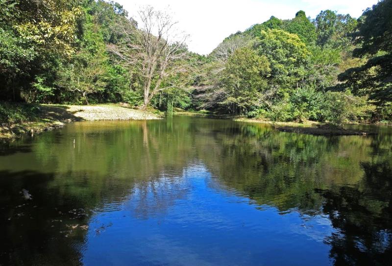 水鳥の池きれいですね